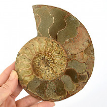 Ammonite half for collectors 284g