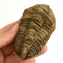 Trilobite Ellipsocephalus hoffi natural (Morocco)