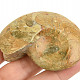 Goniatite fossil Morocco 75g